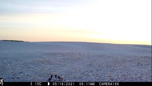 American oystercatcher brood on northern end of South Point RPA - photo taken by trail camera