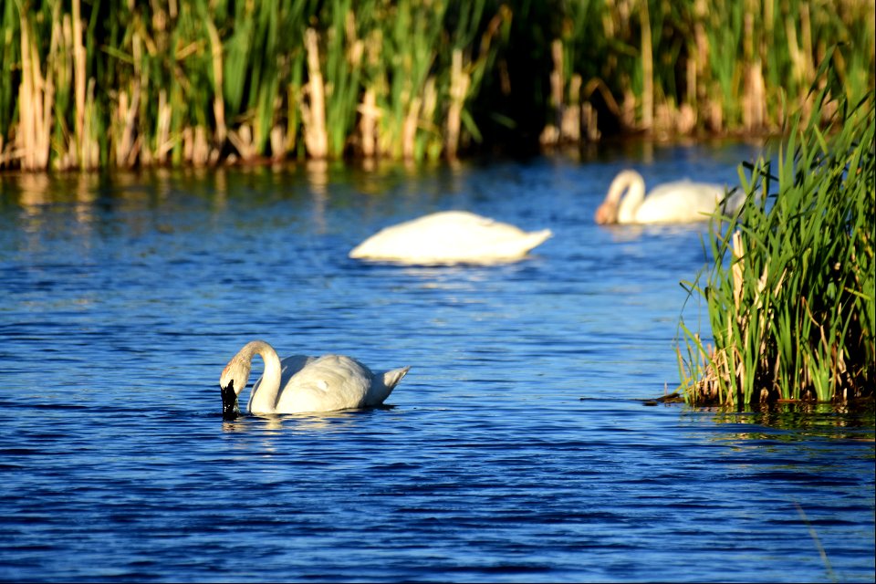 Trumpeter swan at Seedskadee National Wildlife Refuge photo