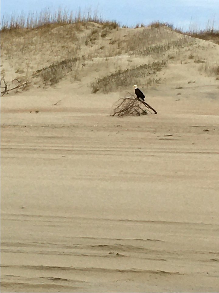 Bald eagle on the beach at Ocracoke