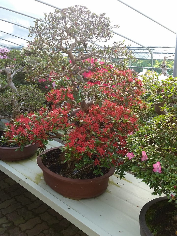 Advanced Japanese bonsai