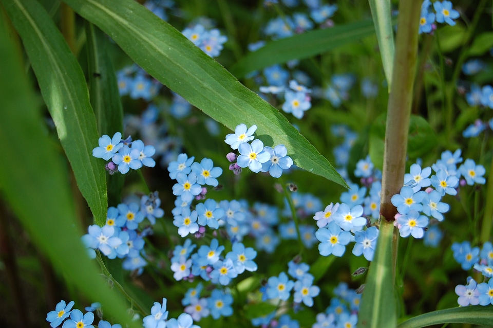 Flowers plant nature