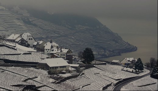 Lavaux