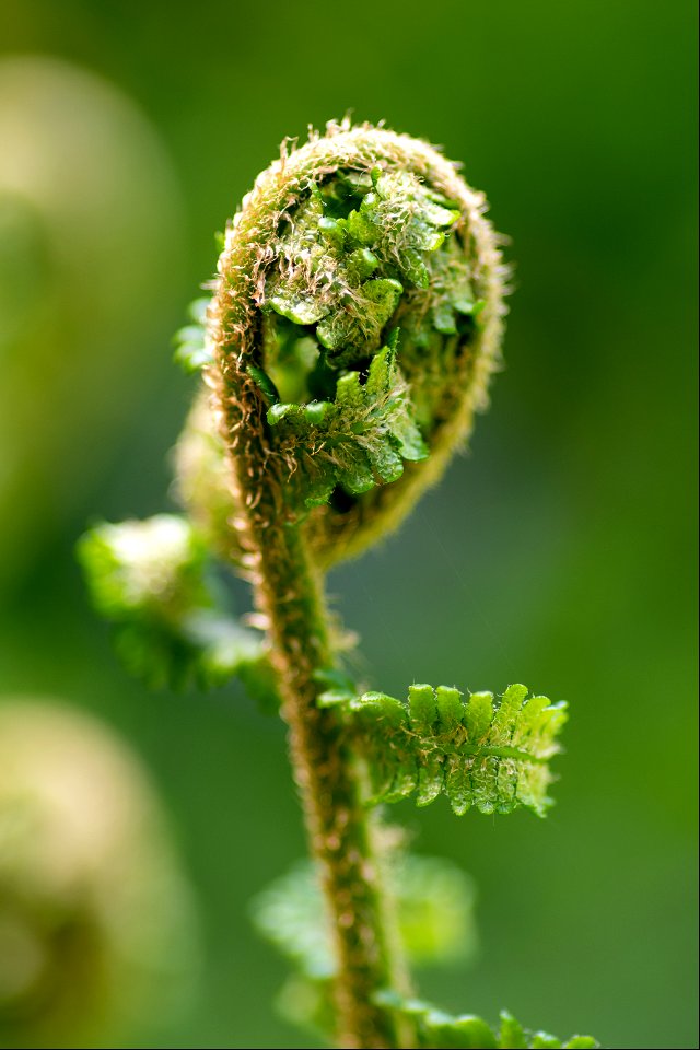 Dryopteris filix-mas (L.) Schott, 1834