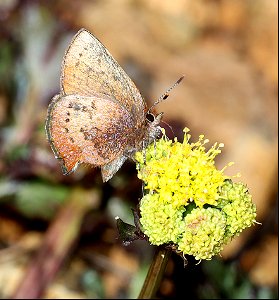 ELFIN, BROWN (Callophrys augustinas) (05-15-2022) west of o'brian on lone mt rd at or mt botanical area, josephine co, or-01