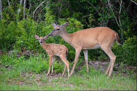 A whitetail doe tends to her fawn near the Bodie Island lighthouse