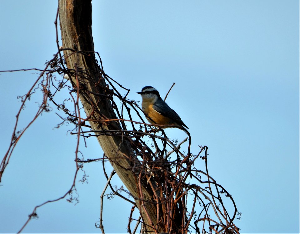 Red-breasted nuthatches have recently shown up on the Outer Banks for the winter