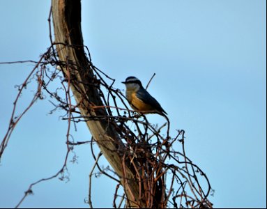 Red-breasted nuthatches have recently shown up on the Outer Banks for the winter