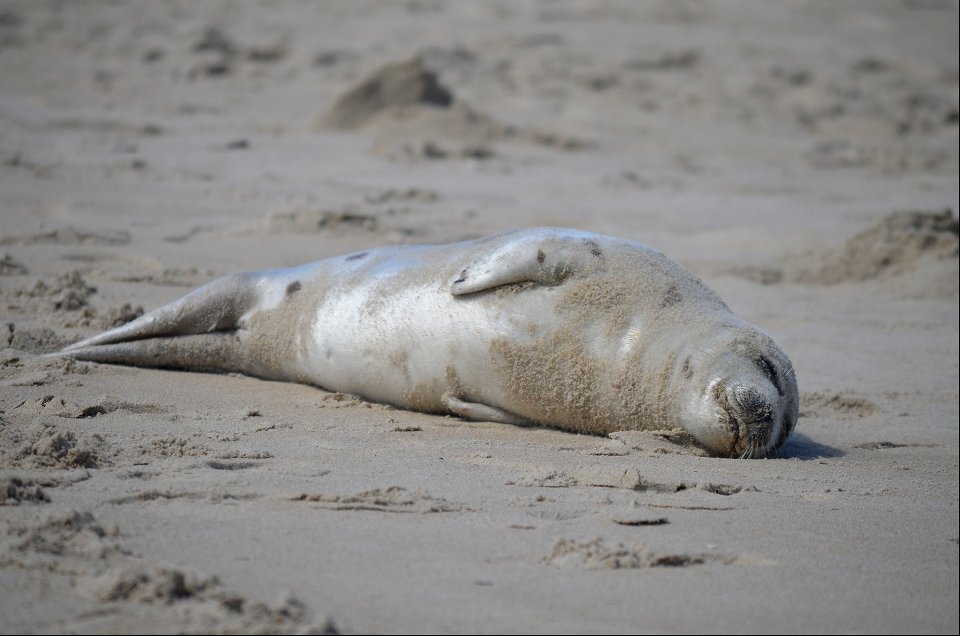 A juvenile harp seal rests on the beach in Rodanthe; a safety perimeter was established around the seal, which rested in same location for 28hrs