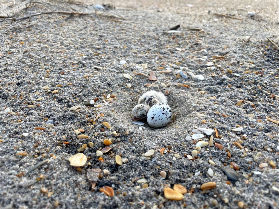 Least tern nest with one chick and one egg found S. of Ramp 34 in an existing RPA photo