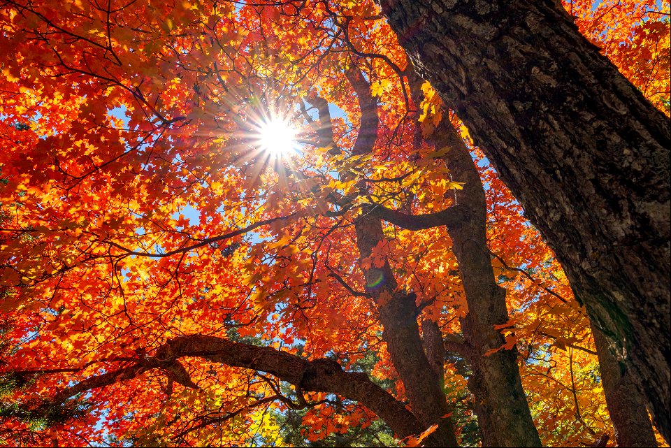 Autumn on the Mogollon Rim