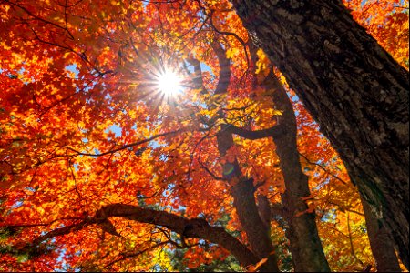 Autumn on the Mogollon Rim photo