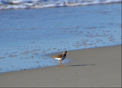 This Spotted Sandpiper was observed teetering along the foreshore on the north end of Ocracoke