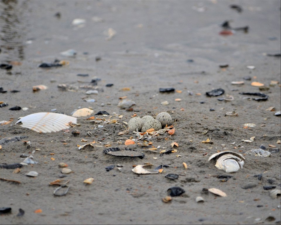 Ocracokes first Piping Plover nest of the season