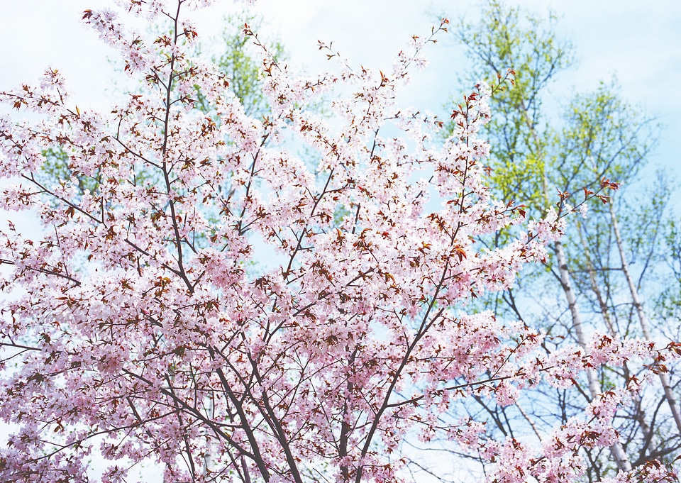 Cherry blossoms with sky background