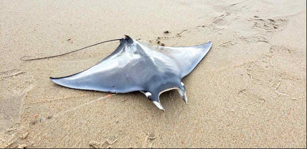 Atlantic Devil Ray caught during Surf with a Ranger program photo