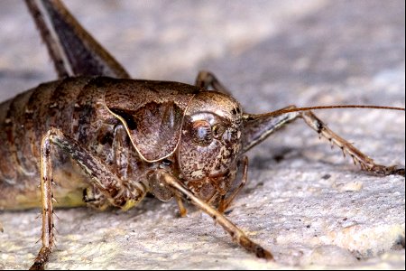 Pholidoptera griseoaptera (De Geer, 1773) ♀ photo