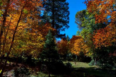 Autumn on the Mogollon Rim