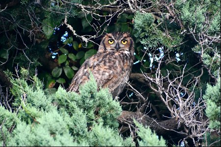 A great horned owl hunting behind seasonal housing