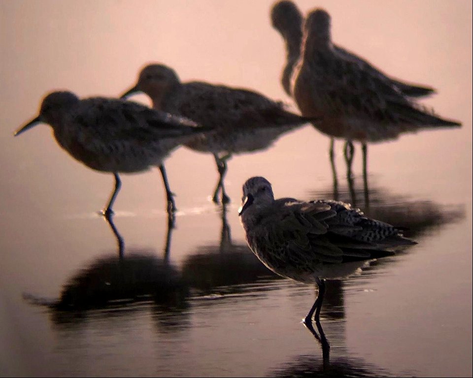 Red knots sightings have increased significantly over the past couple of weeks. We have seen as many as 230 individuals in one location