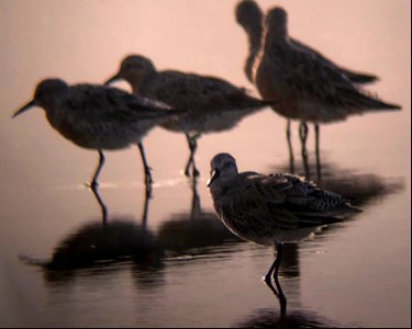 Red knots sightings have increased significantly over the past couple of weeks. We have seen as many as 230 individuals in one location photo