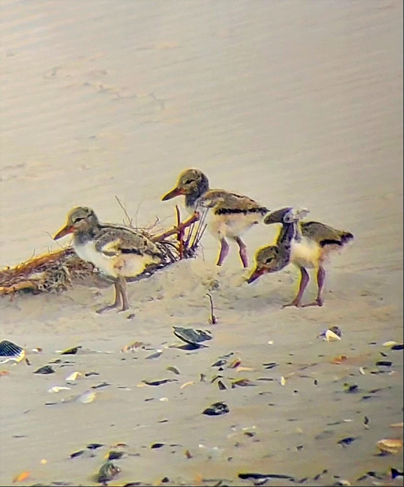 10-day old American oystercatcher chicks at South Point, Ocracoke Island 052721