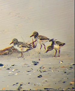 10-day old American oystercatcher chicks at South Point, Ocracoke Island 052721