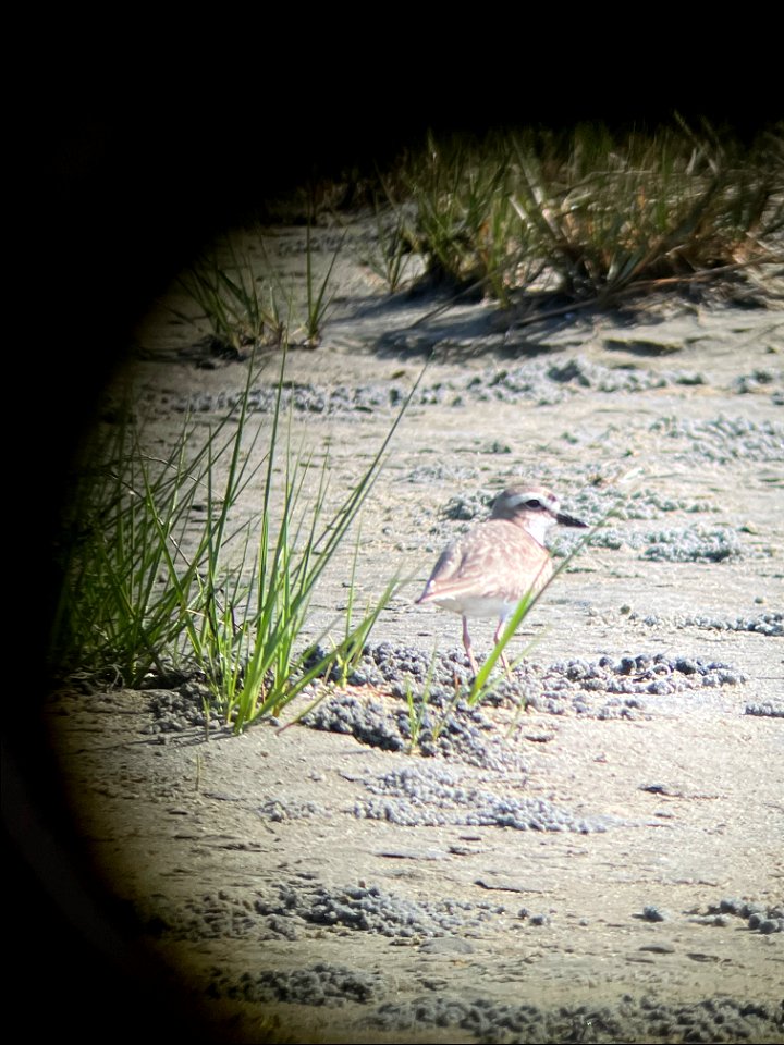 A breeding male Wilson's Plover foraging South of Ramp 55 in the over-wash fan
