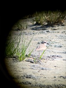 A breeding male Wilson's Plover foraging South of Ramp 55 in the over-wash fan