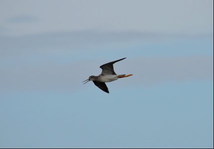 Greater yellowlegs mid-flight on Bodie Spit. photo