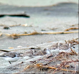 Migrating piping plovers resting in the small dunelettes on the north end of Ocracoke
