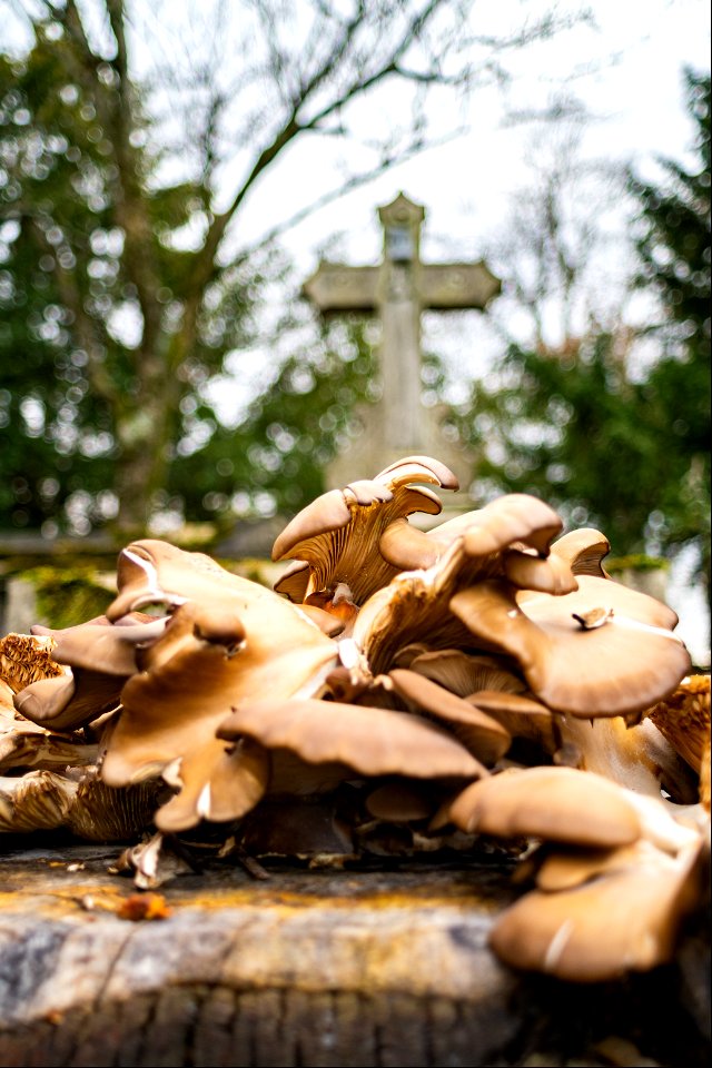 Holy Mushroom