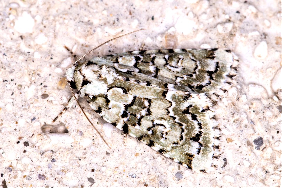 Bryopsis muralis  (Forster, 1771)