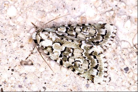 Bryopsis muralis (Forster, 1771) photo