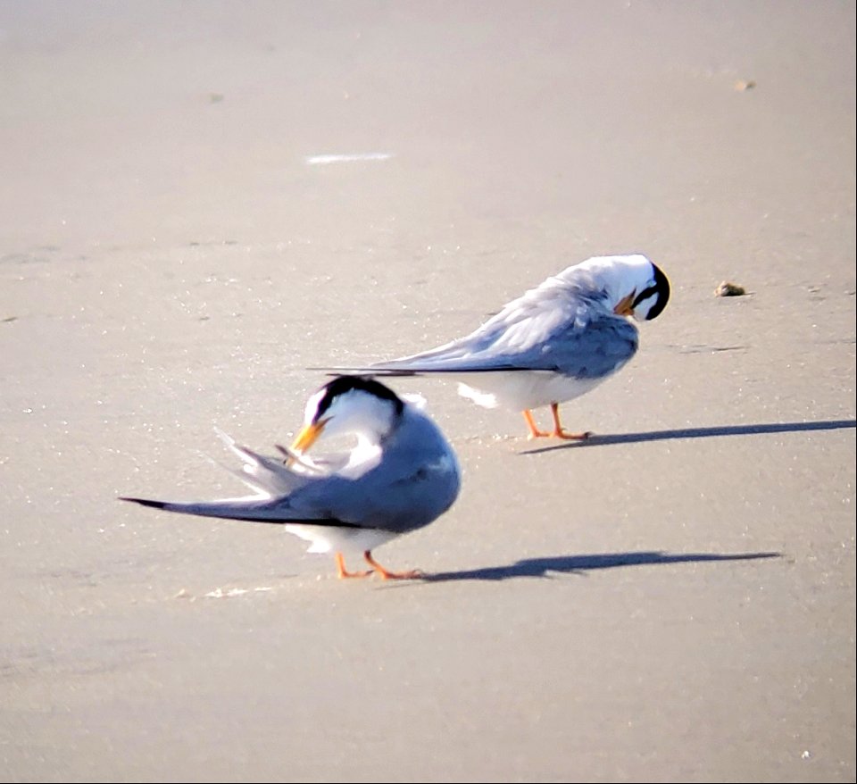 Preening least terns--in preparation of breeding season on Ocracoke Island photo
