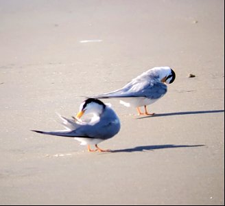 Preening least terns--in preparation of breeding season on Ocracoke Island