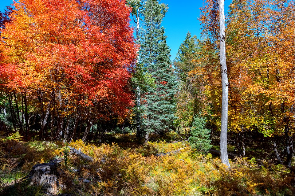 Autumn on the Mogollon Rim