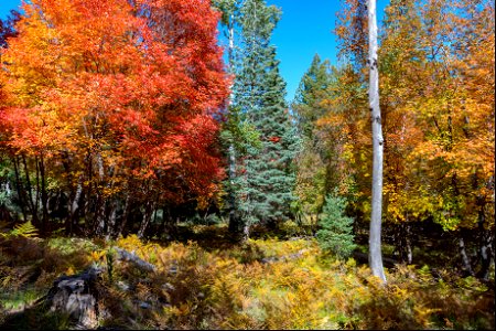 Autumn on the Mogollon Rim