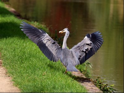 "...and it was this big", says Heron. photo