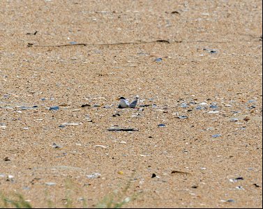 Least tern adult with their 2 - 3 day old chick near the South Beach Road Area