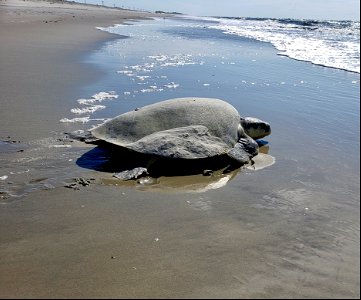 A Kemp's ridley sea turtle crawling back into the ocean after nesting along the sandbag dunes on Ocracoke
