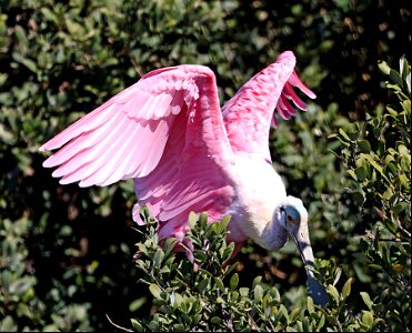 201 - ROSEATE SPOONBILL (02-12-2023) birding center, south padre island, cameron co, tx -02 photo