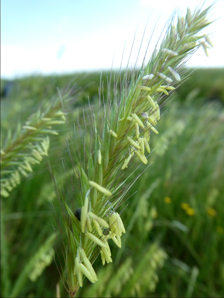 Hordeum secalinum Schreb., 1771