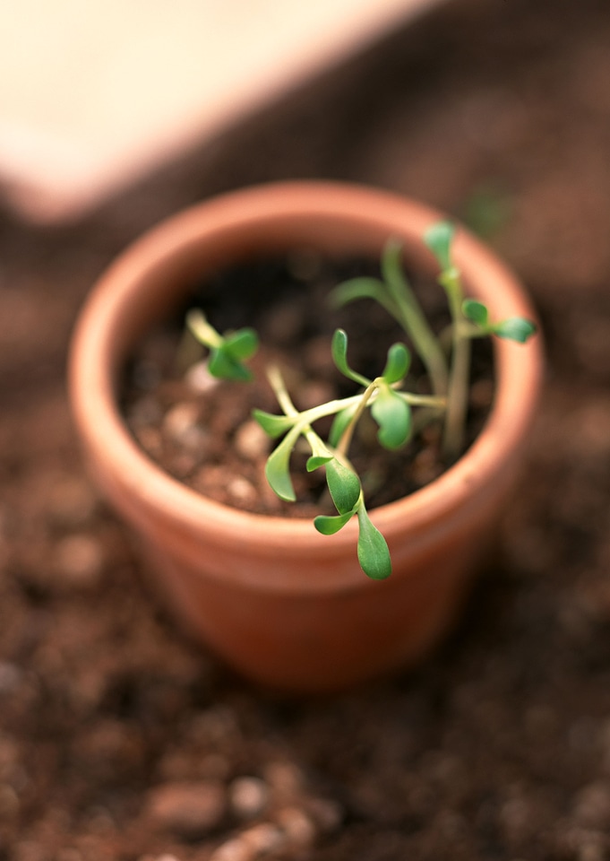 Close-up of green seedling growing out of soil
