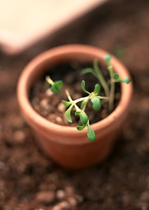 Close-up of green seedling growing out of soil photo