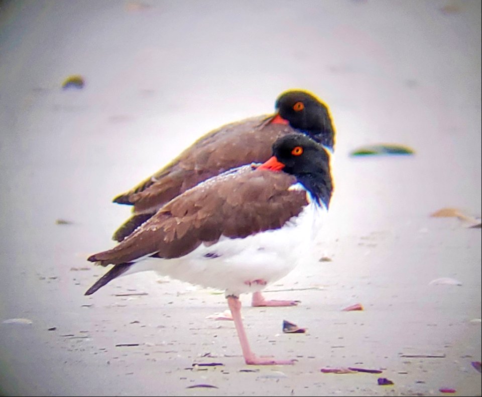 Synchronized roosting - 2 American Oystercatchers on Ocracoke Island