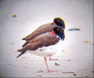 Synchronized roosting - 2 American Oystercatchers on Ocracoke Island