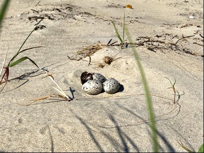 A hatching 3-egg American oystercatcher nest north of Ramp 34 photo