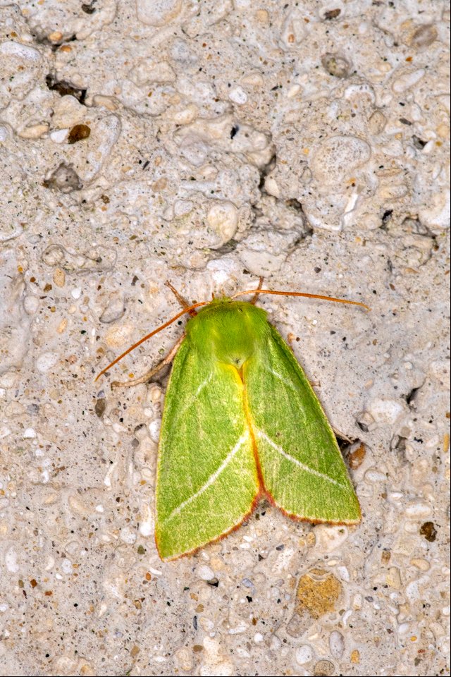 Pseudoips prasinanus (Linnaeus, 1758)