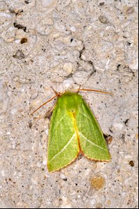 Pseudoips prasinanus (Linnaeus, 1758) photo