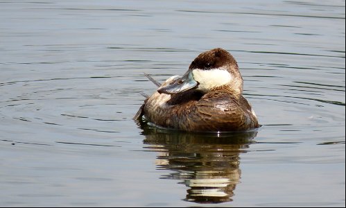 Ruddy Duck